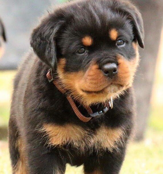 german rottweiler puppies