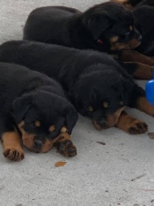 german rottweiler puppies